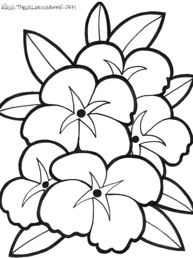 Coloring Flowers. Category flowers. Tags:  flowers, flowers, leaves.
