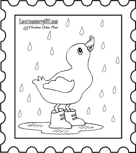 Coloring Duck in the rain. Category Rain. Tags:  rain, duck, fall.