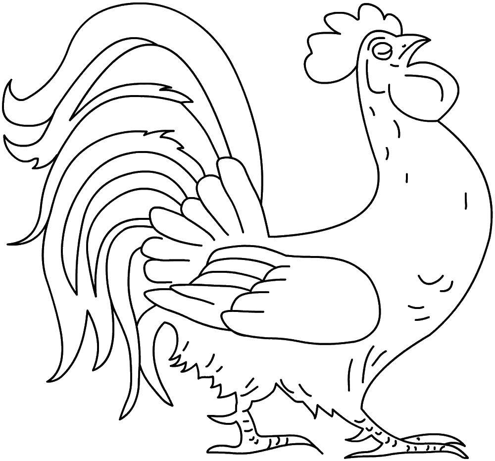 Coloring Important cock. Category birds. Tags:  birds, roosters.