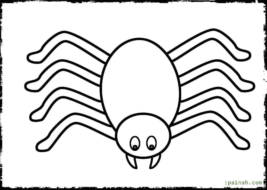Coloring Eight-legged spider. Category spiders. Tags:  spiders, spider, insect.