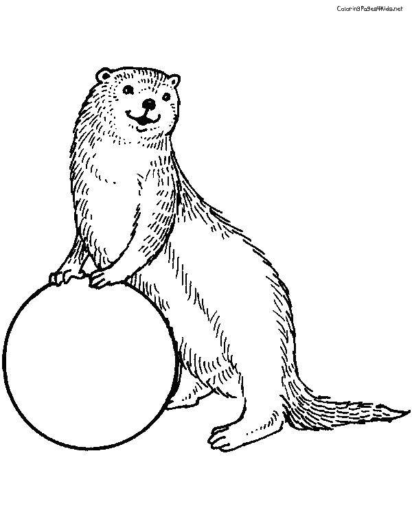 Coloring Otter ball. Category Animals. Tags:  animals, otter.