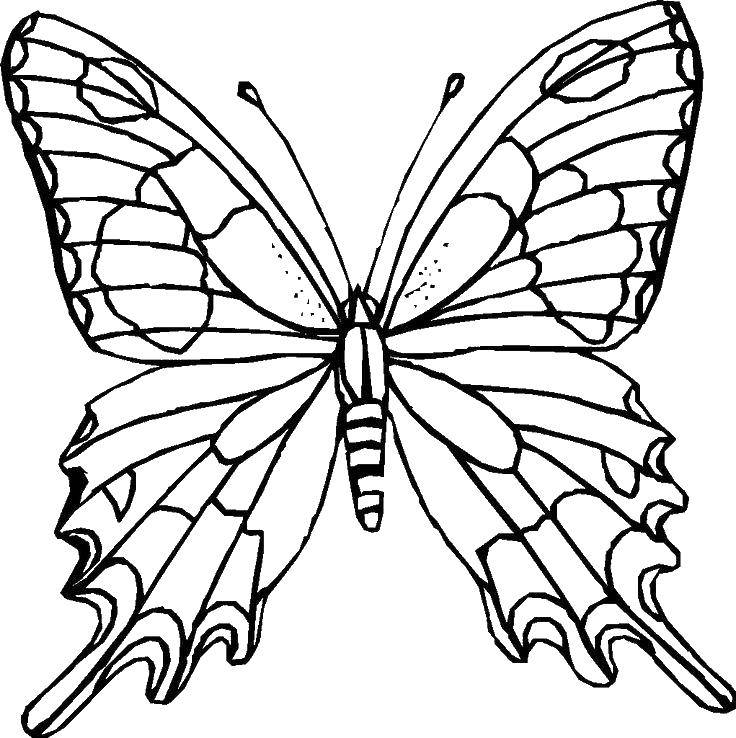Coloring Butterfly with patterned wings. Category Butterfly. Tags:  butterflies, wings, insects.