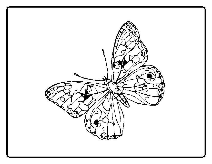 Coloring Butterfly in a frame. Category Butterfly. Tags:  butterfly, wings, antennae.