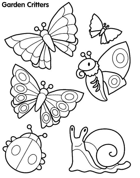 Название: Раскраска Бабочки, божья коровка и улитка. Категория: Насекомые. Теги: насекомые, бабочки, улитка.