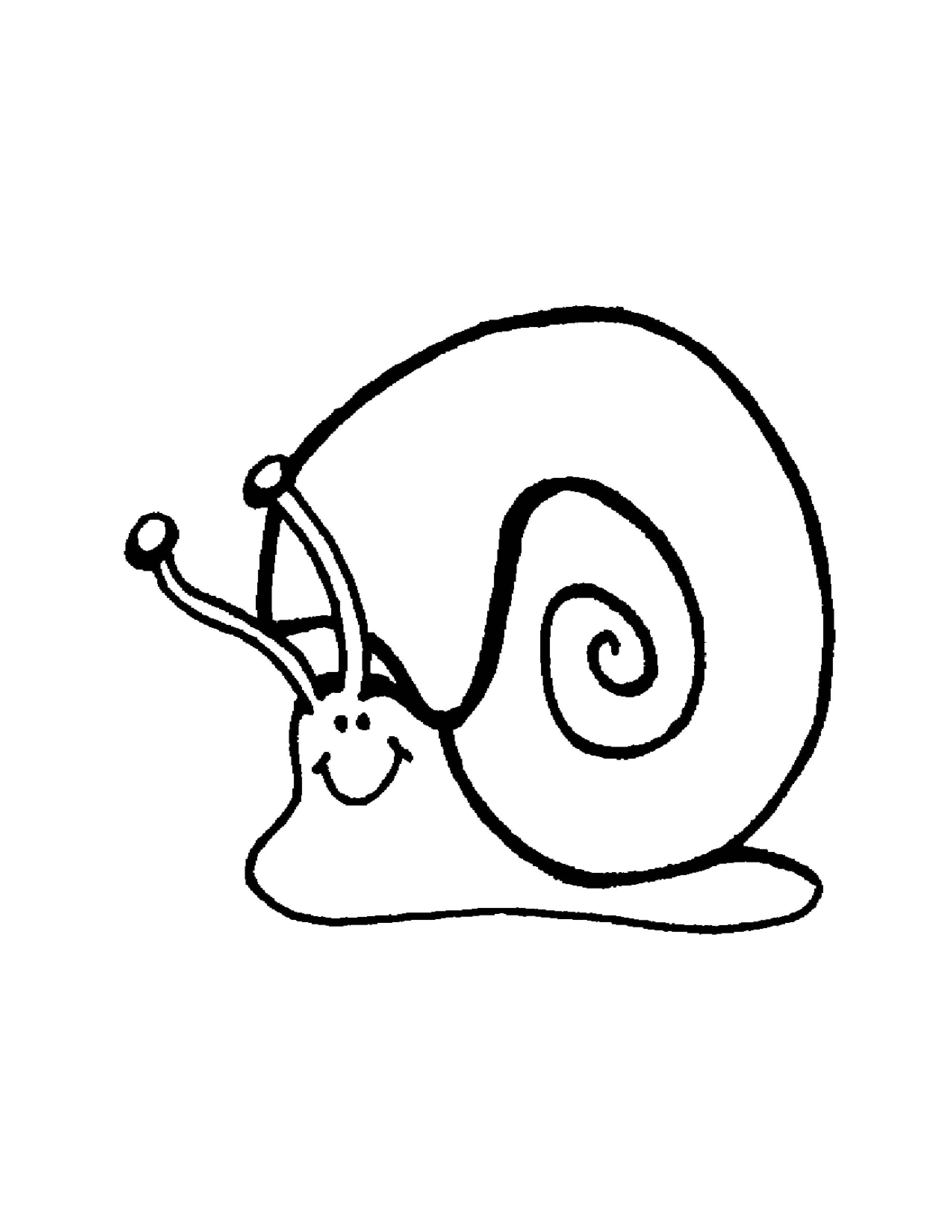 Coloring Big snail shell. Category Snails. Tags:  Snail.