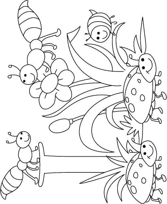Coloring Ladybugs and caterpillars. Category Insects. Tags:  caterpillar, ladybug, grass.