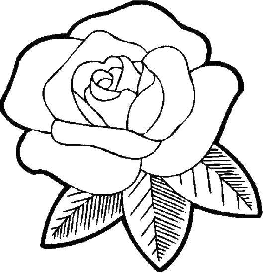 Coloring Rosebud. Category flowers. Tags:  rose, petals, leaves.