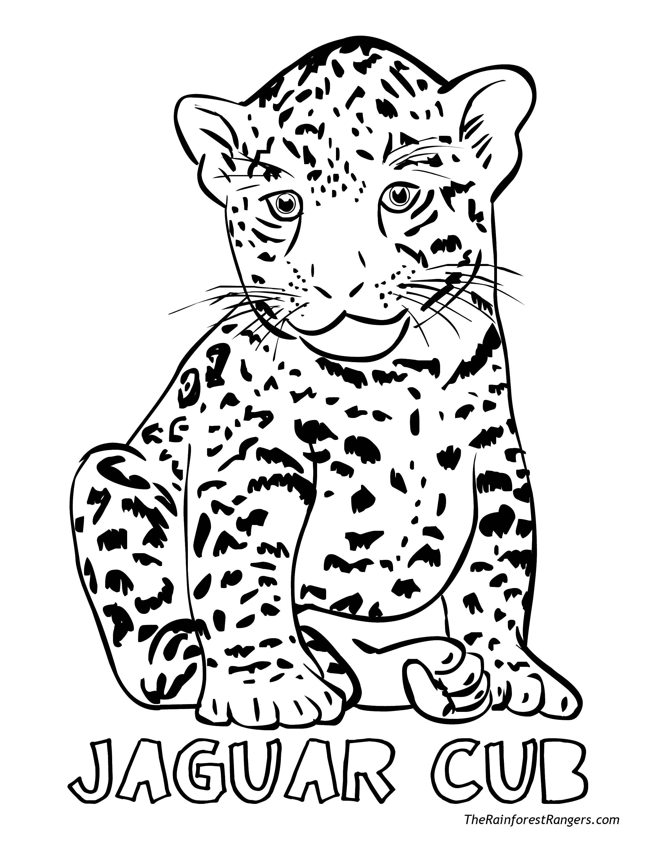 Название: Раскраска Детёныш ягуара. Категория: детеныши животных. Теги: Животные, ягуар.