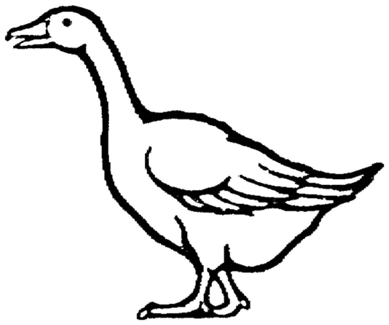 Название: Раскраска Гусь род водоплавающих птиц семейства утиных. Категория: животные. Теги: гусь.