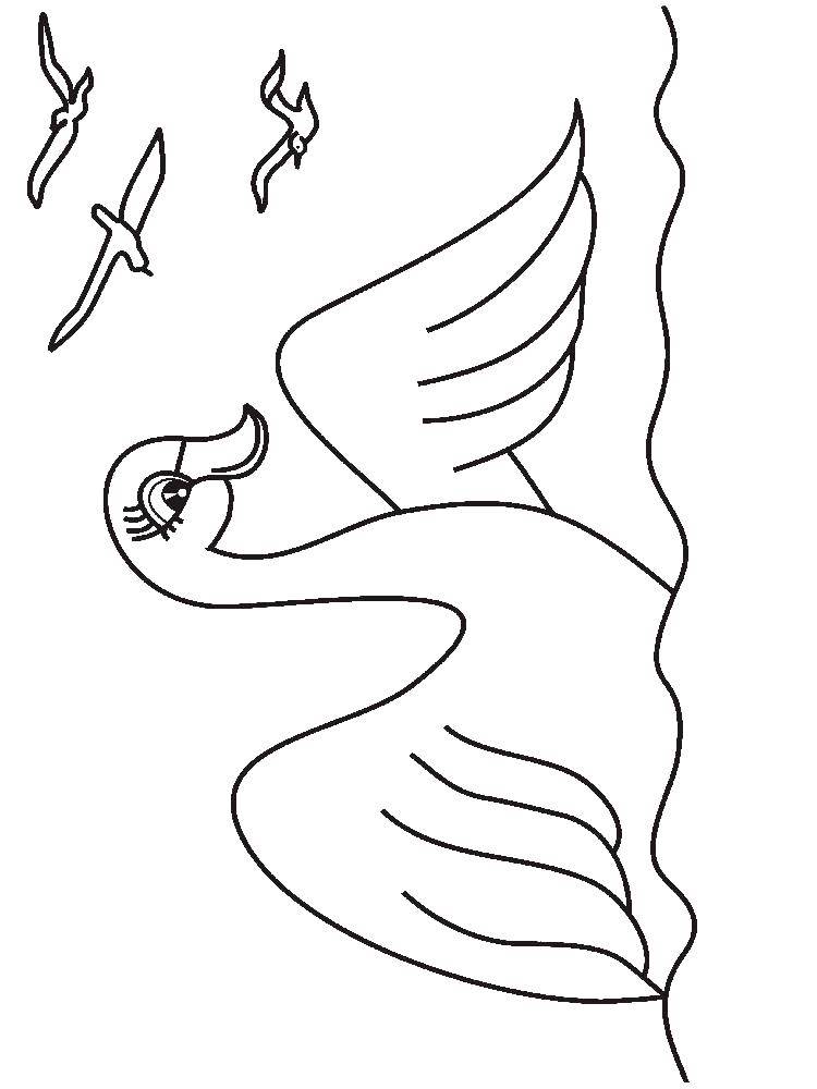 Coloring Beautiful Swan in the water. Category birds. Tags:  Birds, Swan.