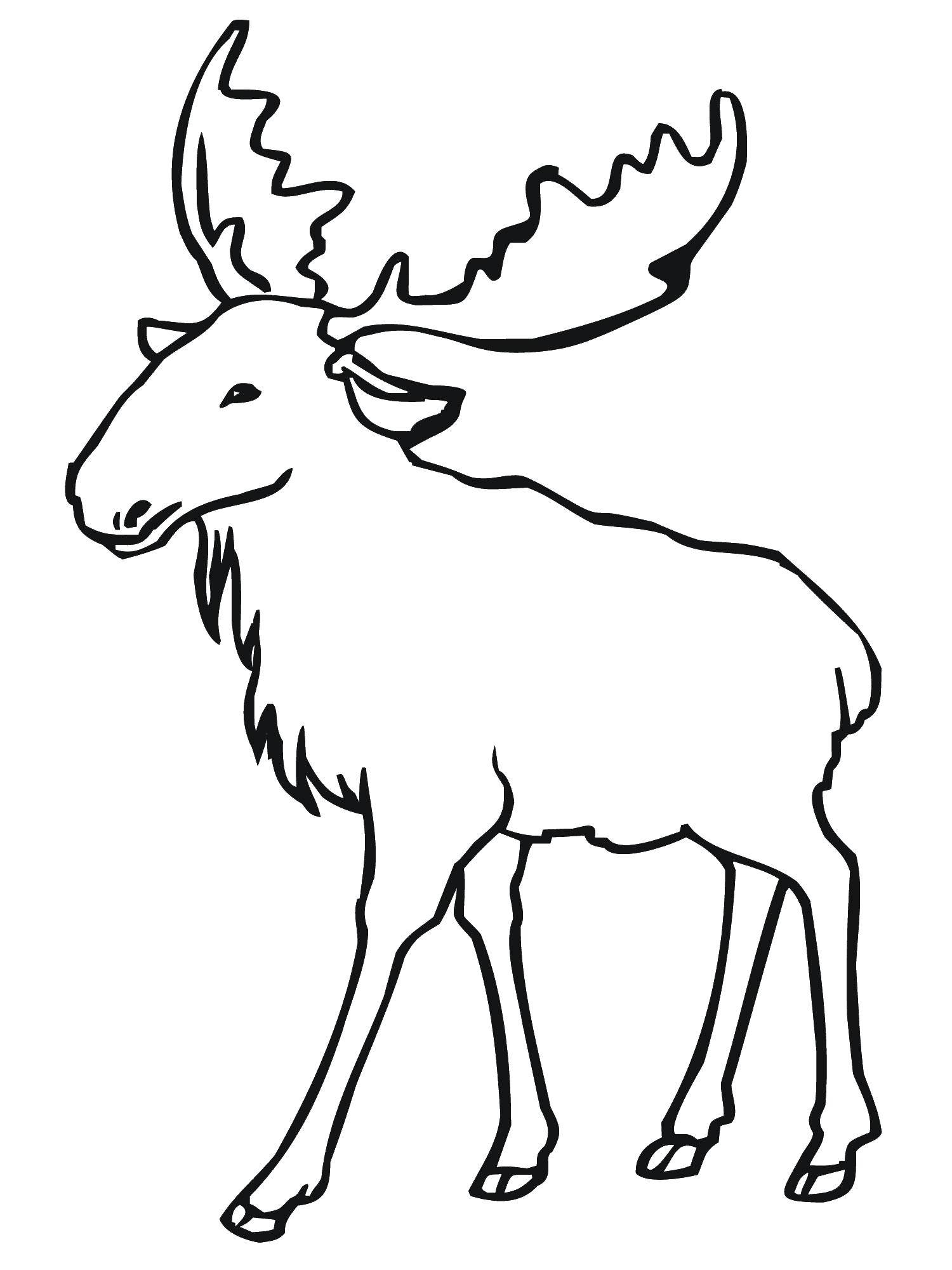 Coloring Elk cloven-hoofed mammal. Category animals. Tags:  hoofed, mammal, moose.