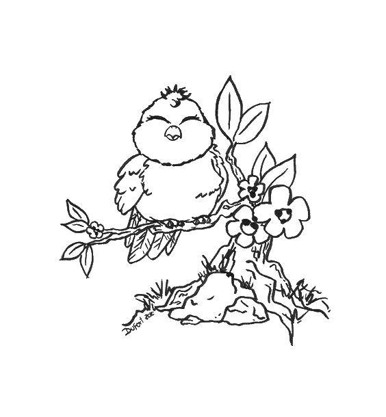 Coloring Chubby bird on a branch. Category birds. Tags:  Birds.