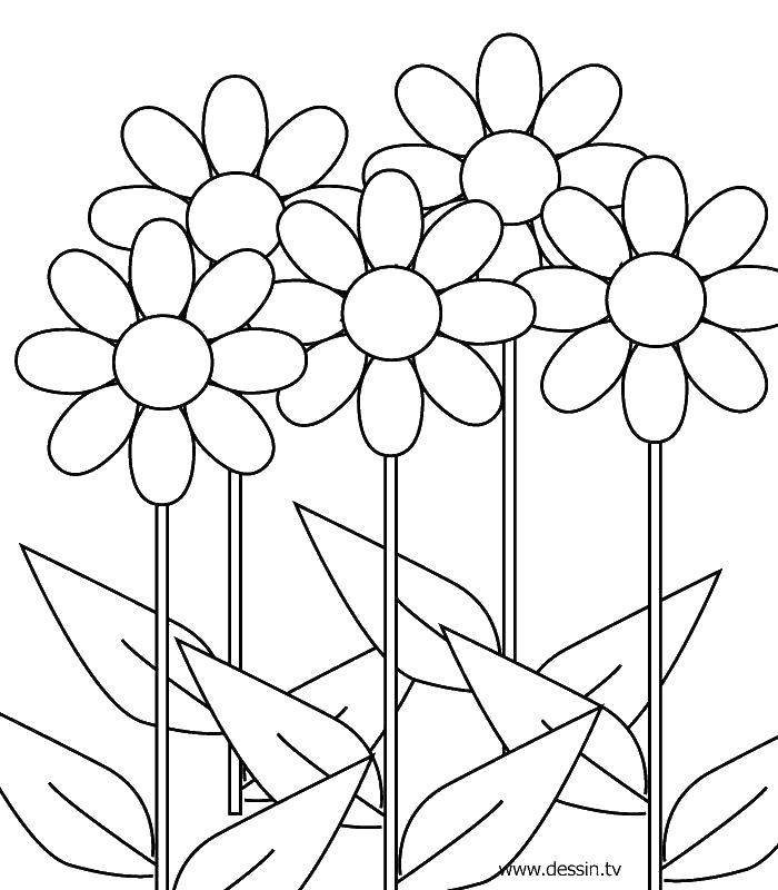 Coloring Five flowers. Category Flowers. Tags:  flowers, flowers, plants.