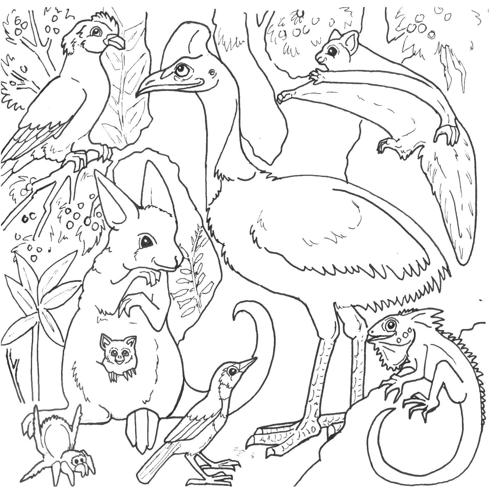 Coloring Different forest animals. Category Animals. Tags:  animals, animals, forest.