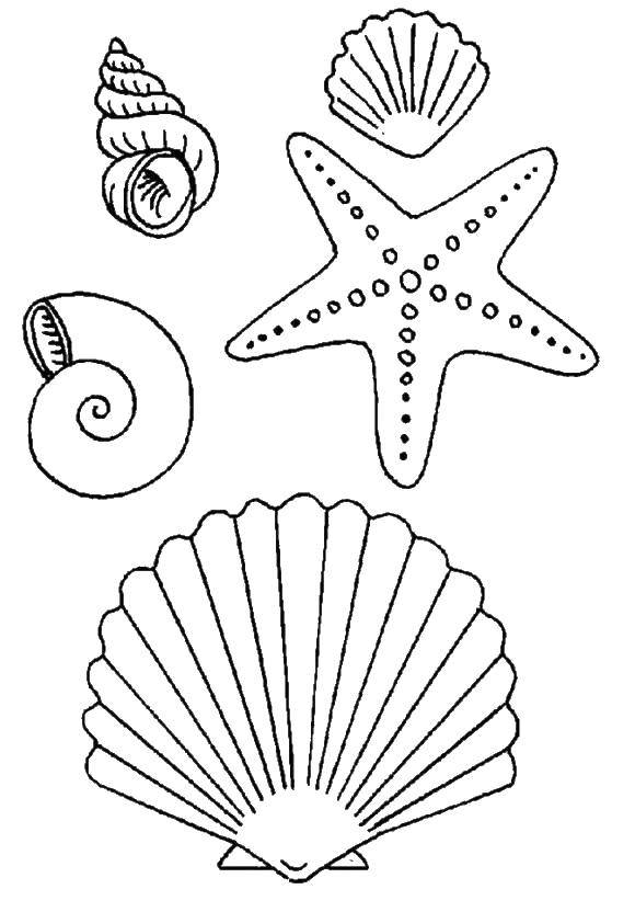 Coloring Different seashells and starfish. Category Summer beach. Tags:  beach, shells, star.