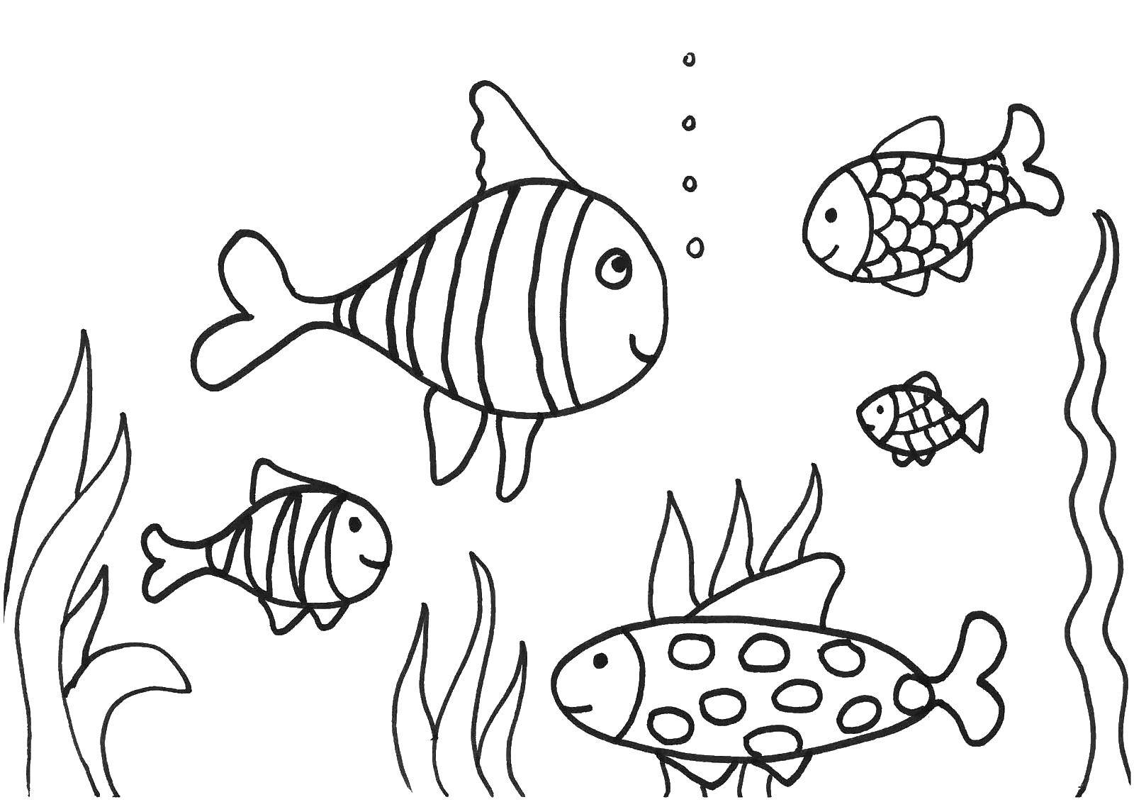 Название: Раскраска Рыбки. Категория: Рыбы. Теги: рыбы, водоросли, пузыри.