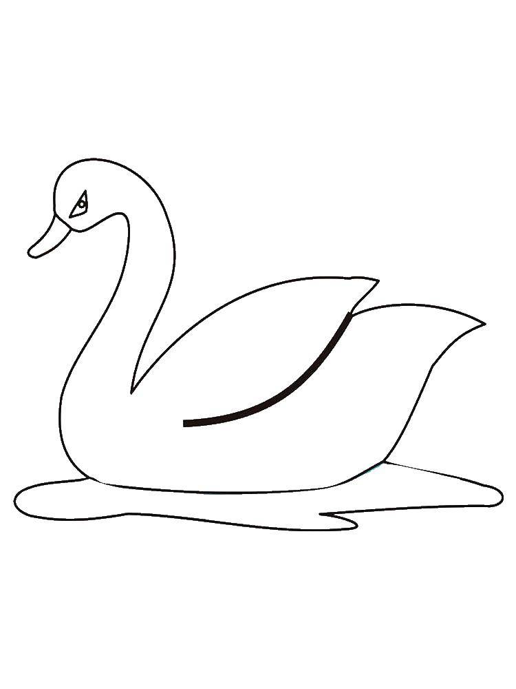 Coloring Angry Swan. Category birds. Tags:  Birds, Swan.