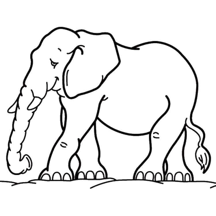 Название: Раскраска Спокойный слон. Категория: животные. Теги: Животные, слоненок.