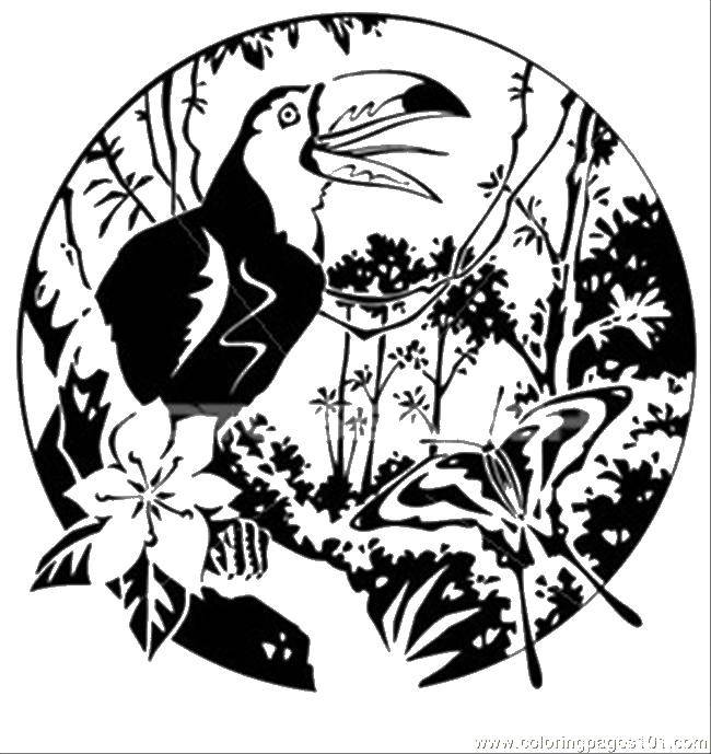 Название: Раскраска Тукан на природе. Категория: птицы. Теги: Птицы, тукан.