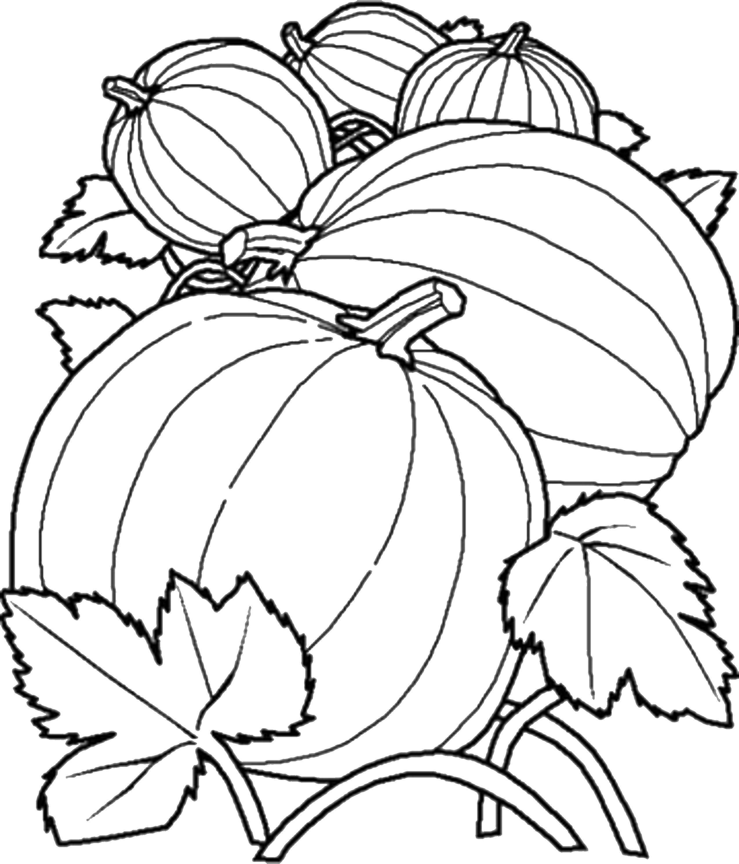 Coloring Pumpkin. Category vegetables. Tags:  vegetables, harvest, pumpkin.