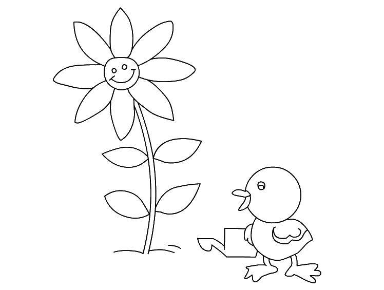 Название: Раскраска Утёнок поливает цветочек. Категория: детеныши животных. Теги: Птицы, уточка.