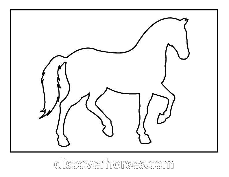 Coloring The contour of the horses. Category the contours of the horse. Tags:  horses, the contours.