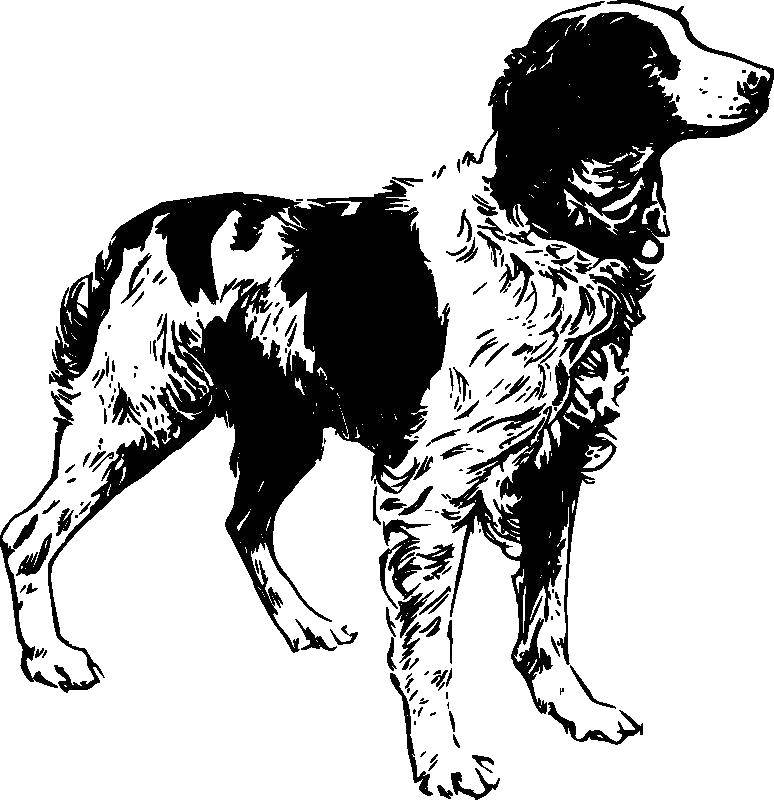 Coloring Beautiful dog. Category dogs. Tags:  dogs, dog, animals.
