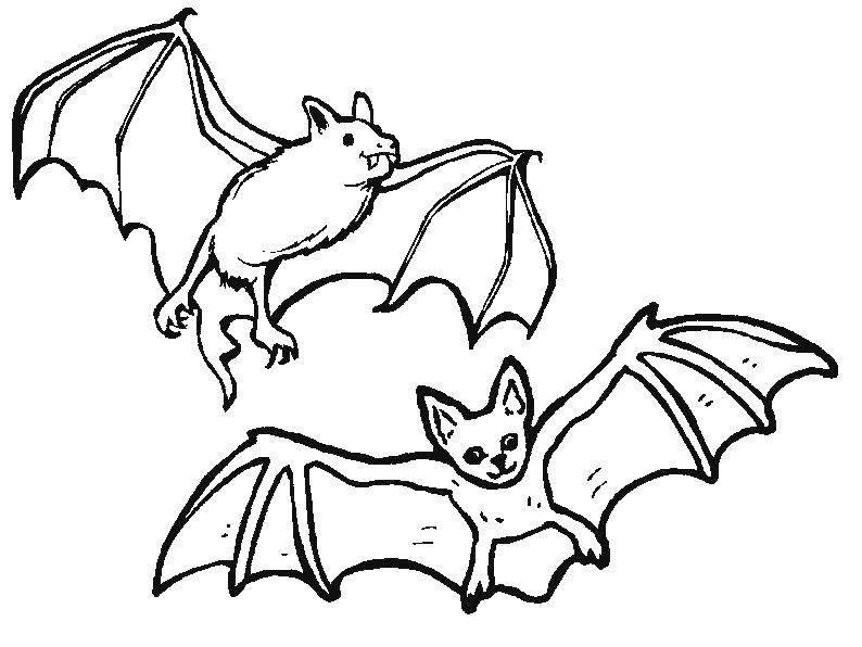 Coloring Bats soar in the air. Category Halloween. Tags:  Halloween, bat.