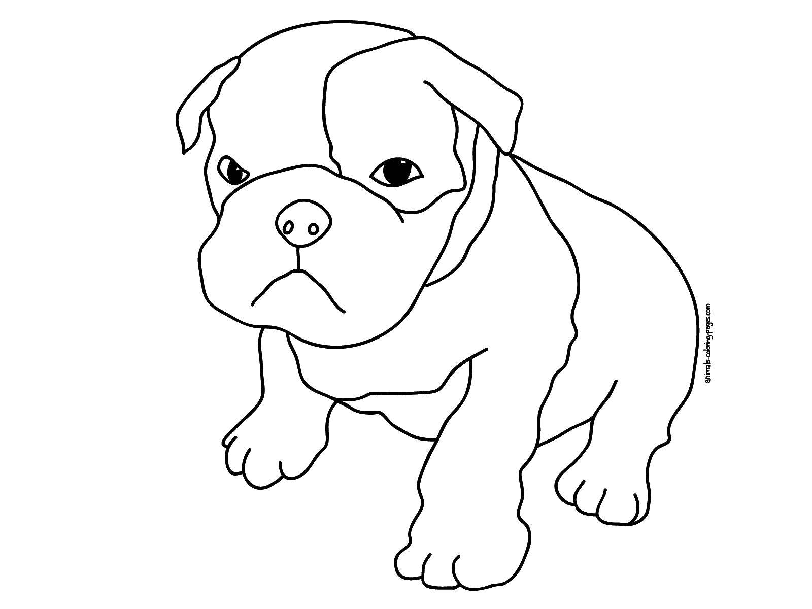 Coloring Resentful bulldog. Category animals cubs . Tags:  Animals, dog.