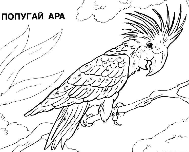 Название: Раскраска Попугай ара. Категория: попугай. Теги: попугаи, ара.