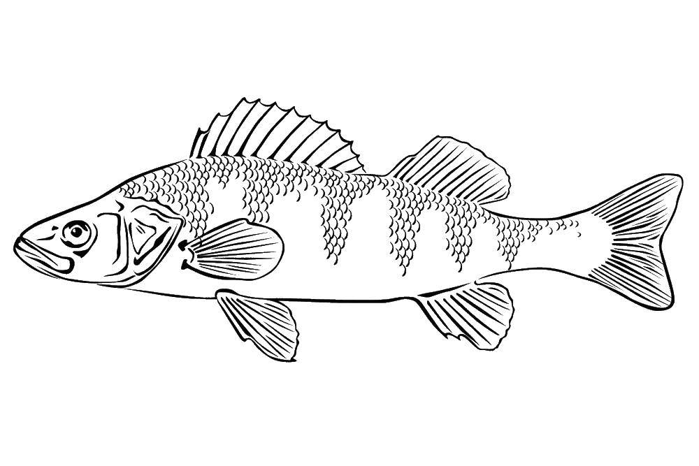 Coloring Pike. Category fish. Tags:  fish, pike, sea animals.