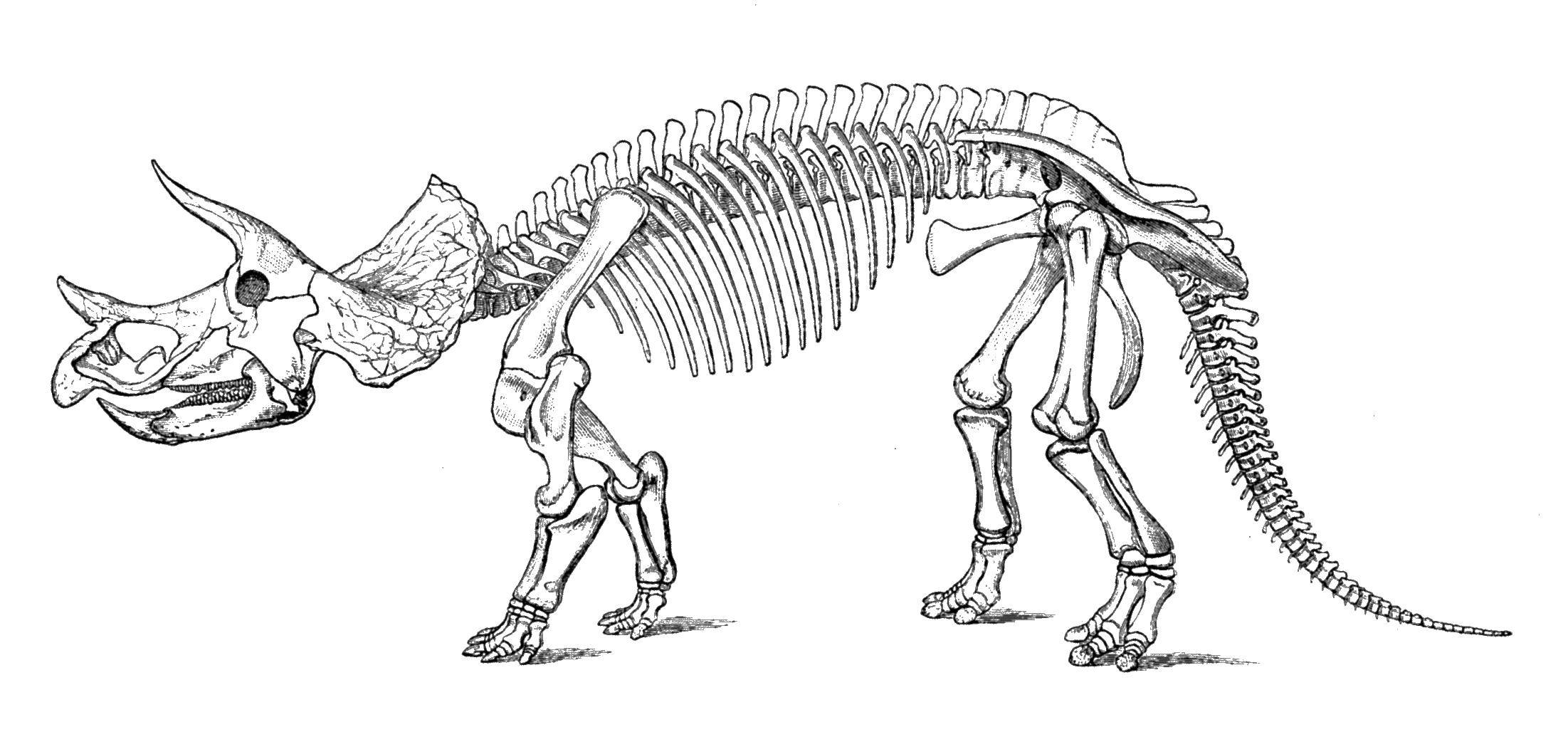Название: Раскраска Скелет трицератопса. Категория: парк юрского периода. Теги: Динозавры.
