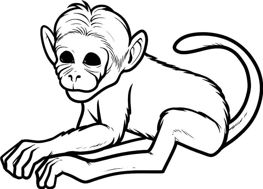 Название: Раскраска Смешной шимпанзе. Категория: детеныши животных. Теги: Животные, обезьянка.