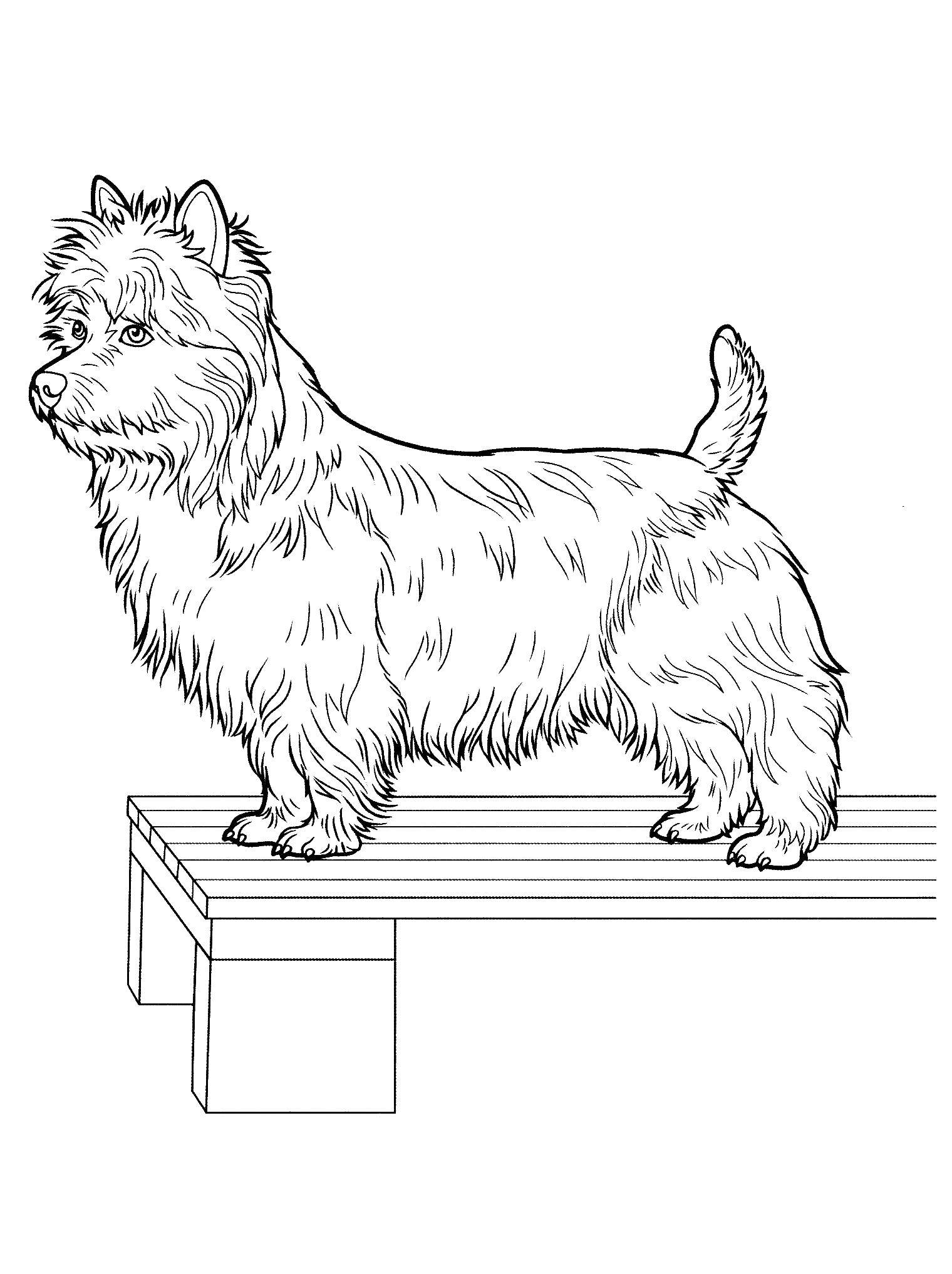 Coloring Doggy on the bench. Category dogs. Tags:  dogs, animals, dog.