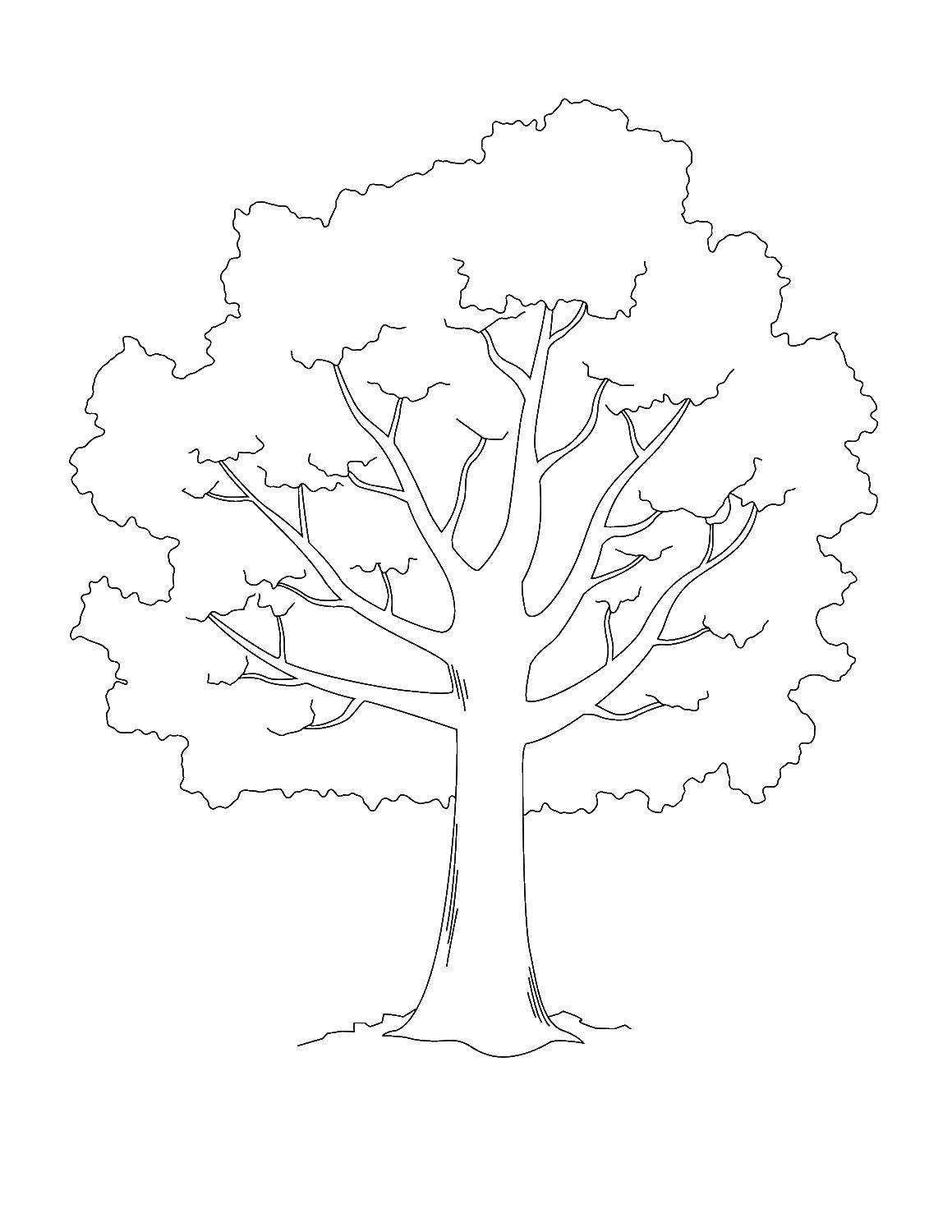 Название: Раскраска Старое дерево. Категория: Контур дерева. Теги: Контур дерева.