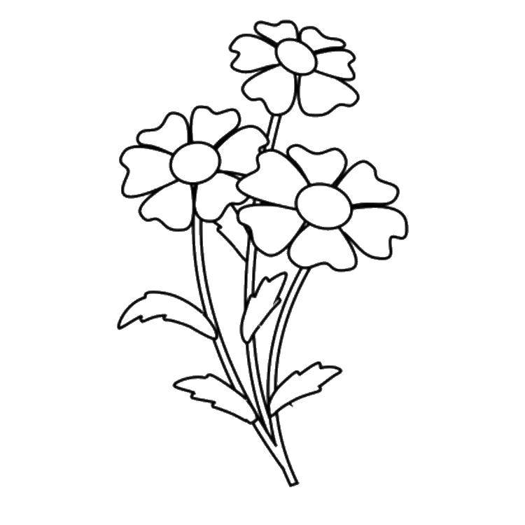 Coloring Flowers. Category flowers. Tags:  flowers, plants.