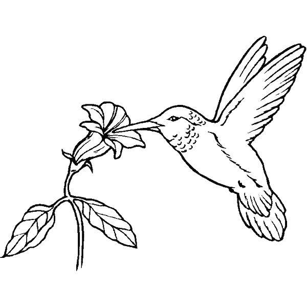 Название: Раскраска Цветочный нектар пьет колибри. Категория: Птицы. Теги: Птицы, колибри.
