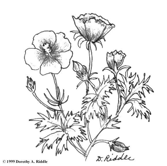 Coloring Poppy flowers. Category flowers. Tags:  Flowers, poppy.