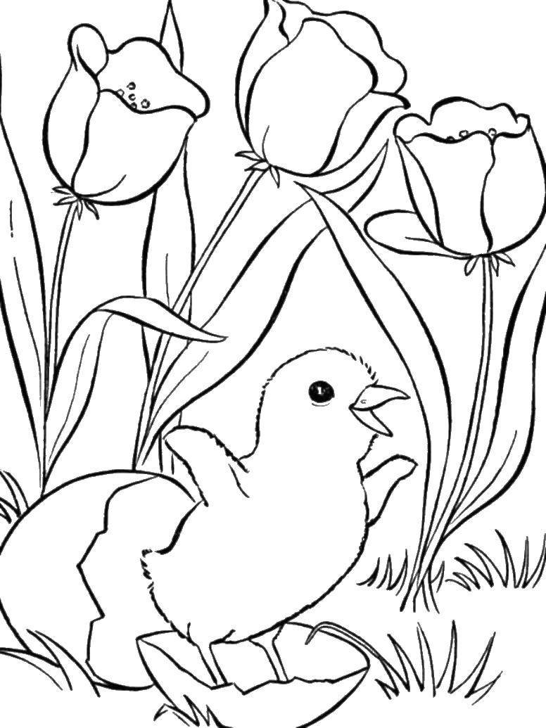 Coloring Chick and tulips. Category animals cubs . Tags:  chicken, shells, tulips.