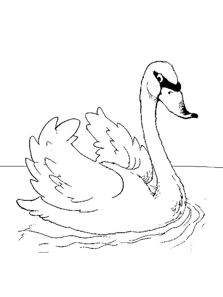 Coloring Duck on the water. Category birds. Tags:  Poultry, duck.
