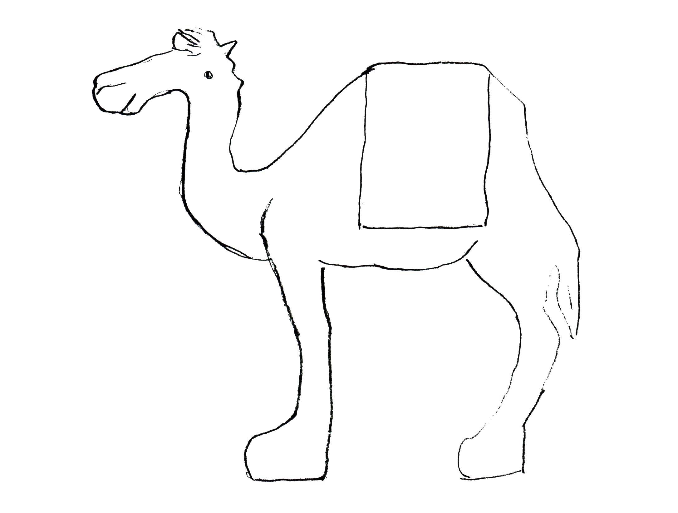 Название: Раскраска Верблюд одногорбый. Категория: раскраски. Теги: Верблюд, пустыне.