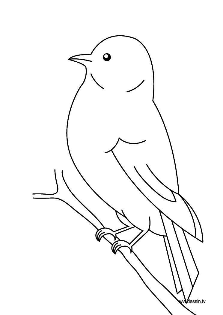 Coloring Twig and bird. Category Birds. Tags:  Birds.