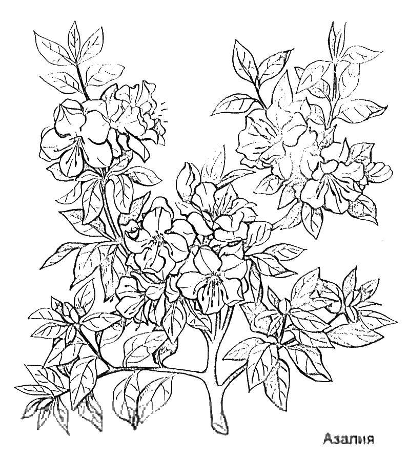 Coloring Azalea. Category flowers. Tags:  flowers, Azalea.