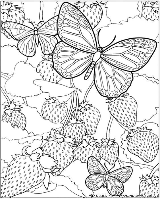 Название: Раскраска Бабочки летают возле клубники. Категория: бабочки. Теги: Бабочка, цветы, клубника.