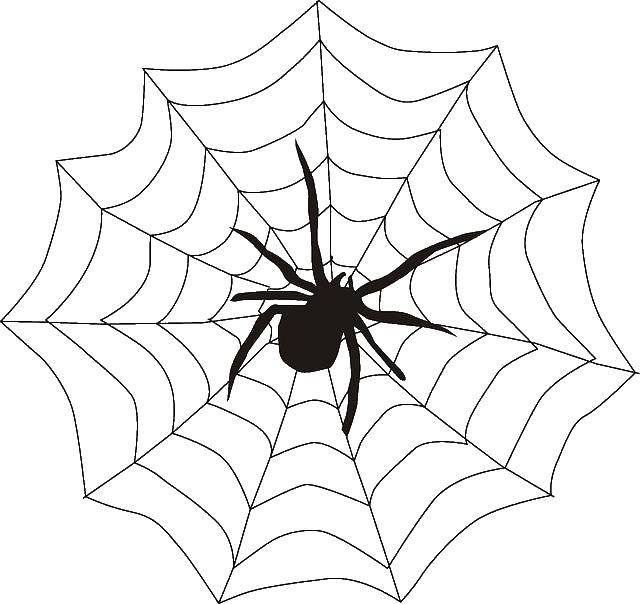 Название: Раскраска Черный паук на паутине. Категория: Контуры насекомые. Теги: паук, паутина.