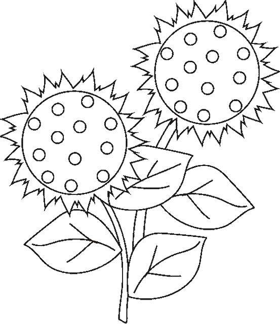 Coloring Two sunflower. Category flowers. Tags:  Flowers, sunflower.