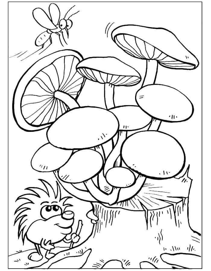 Название: Раскраска Ежик и грибочки. Категория: Животные. Теги: животные, грибочки, ежик.