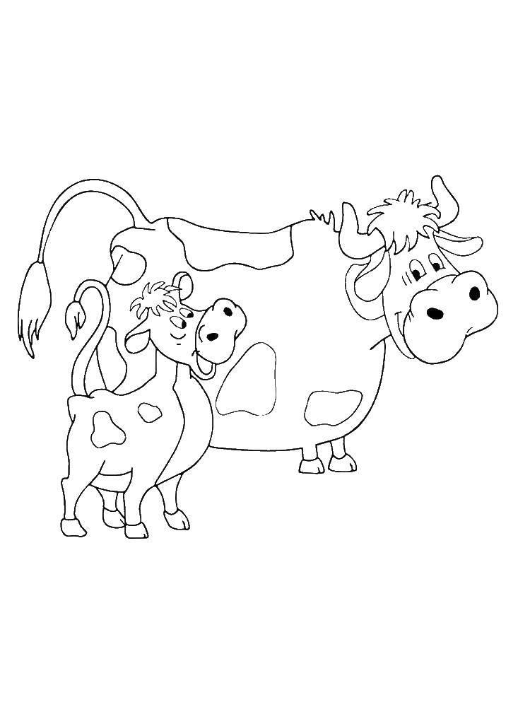 Coloring Cow with calf. Category Pets allowed. Tags:  Animals, cow.