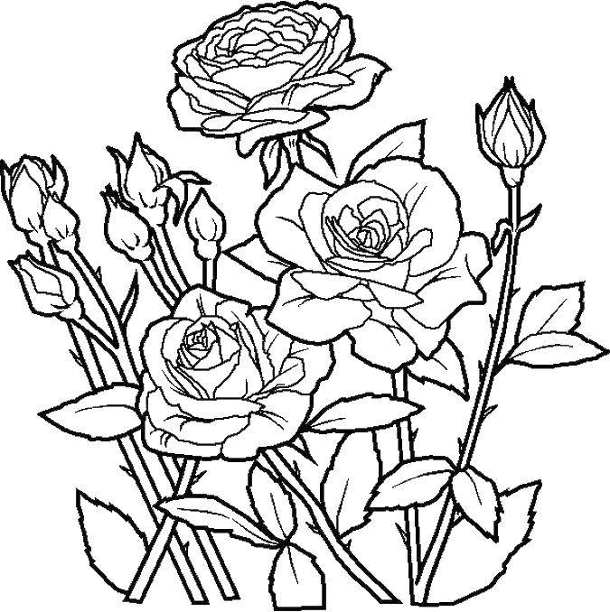 Название: Раскраска Красивые садовые розы. Категория: цветы. Теги: Цветы, розы.