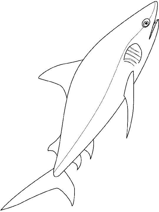 Название: Раскраска Кровожадная акула. Категория: Весна. Теги: акула, море, животные.